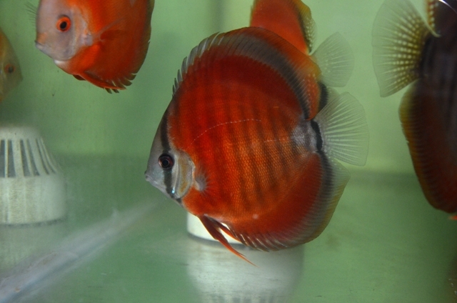 Discus