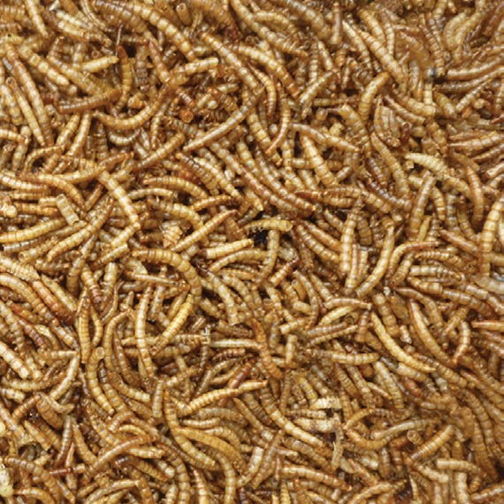 Mealworms